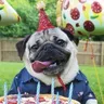 Doug The Pug Dog voice for text-to-speech
