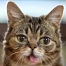 Lil Bub Cat voice for text-to-speech