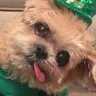 Marnie The Dog Dog voice for text-to-speech